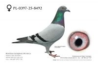 PL-0397-25-8492: Dominik Jarek Angel