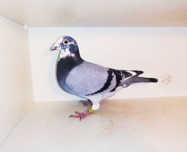PL-0398-19-2037