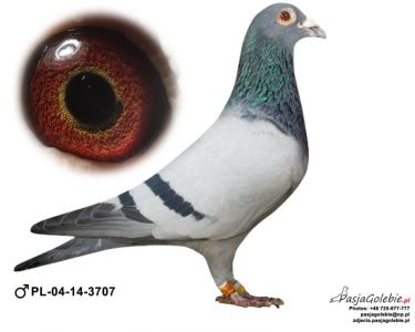 PL-04-14-3707  W. Kurek