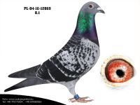 PL-04-16-12069