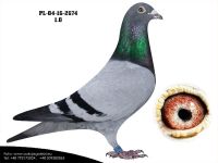 PL-04-16-2674
