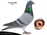 PL-04-16-2906