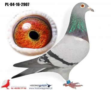 PL-04-16-2907