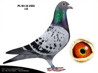 PL-04-16-2991