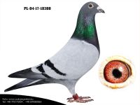 PL-04-17-10300