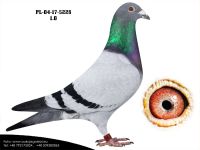 PL-04-17-5228