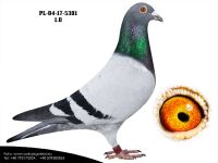 PL-04-17-5301