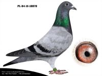 PL-04-18-10070