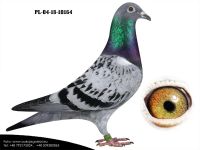 PL-04-18-10164