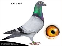 PL-04-18-10175