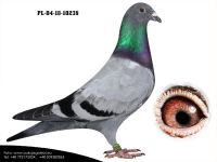 PL-04-18-10238