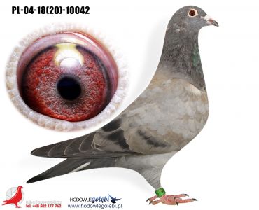 PL-04-18(20)-10042