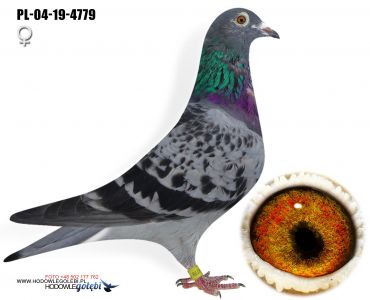 PL-04-19-4779