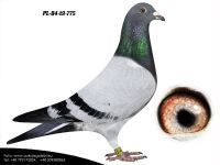 PL-04-19-775