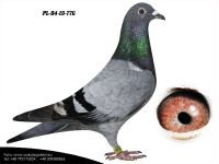 PL-04-19-776