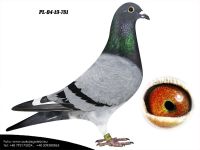 PL-04-19-781