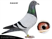 PL-04-19-787