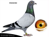 PL-04-19-854