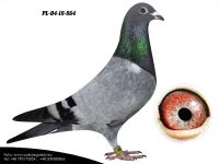 PL-04-19-864