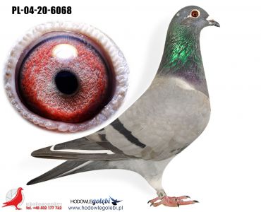 PL-04-20-6068