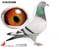 PL-04-20-6208