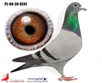 PL-04-20-6247