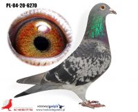 PL-04-20-6270