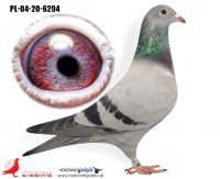PL-04-20-6294