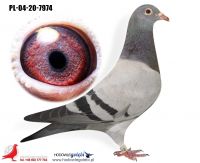 PL-04-20-7974