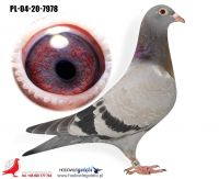 PL-04-20-7978