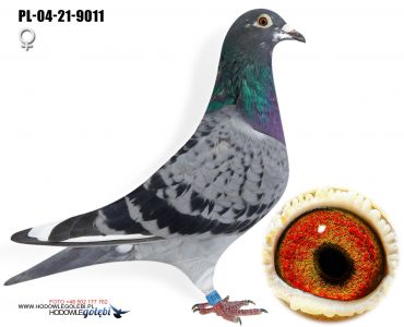 PL-04-21-9011