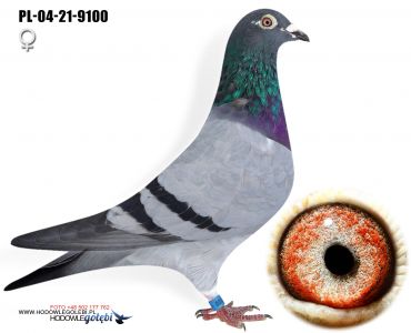 PL-04-21-9100