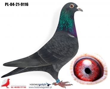 PL-04-21-9116
