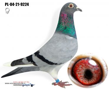 PL-04-21-9224 - samiczka