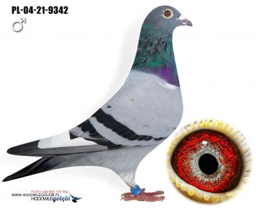 PL-04-21-9342