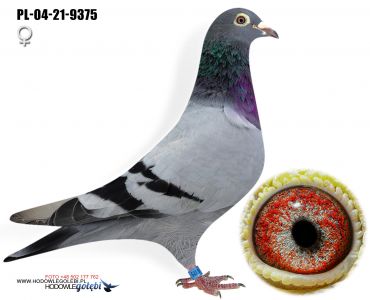 PL-04-21-9375