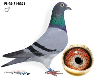 PL-04-21-9377