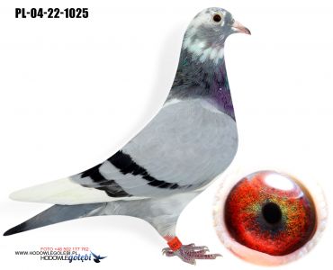 PL-04-22-1025 - prawdopodobnie samiczka