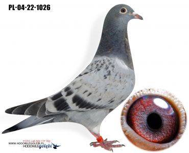 PL-04-22-1026