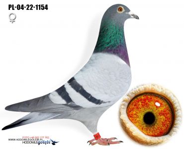 PL-04-22-1154 - syn Dakara i Karin x Złota Lalunia