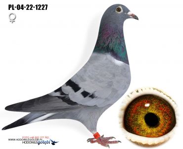 PL-04-22-1227