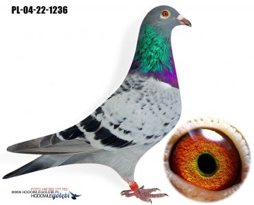 PL-04-22-1236