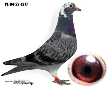 PL-04-22-1277