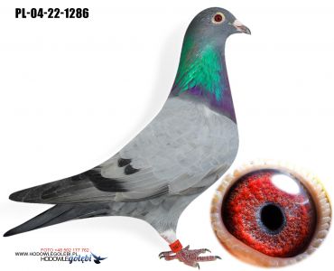 PL-04-22-1286