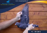 PL 04 22 2816 – org. AN16 – 372m – Finał 430km!!! (prawdopodobnie samczyk)