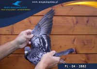 PL 04 22 2882 – org. AN16 – 474m – Finał 430km!!! (prawdopodobnie samczyk)