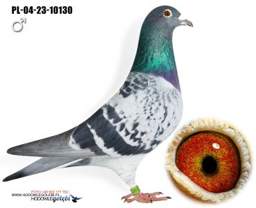 PL-04-23-10130 - Tomahawk x Złota Lalunia