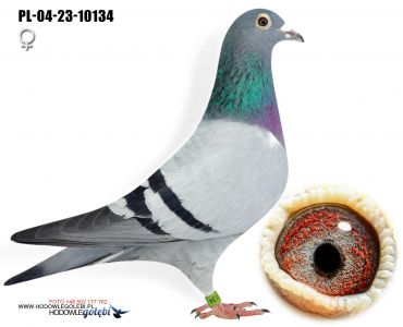 PL-04-23-10134 - syn New Laureat i Blue Ace x córka Lorda