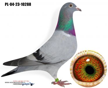 PL-04-23-10288