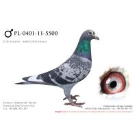 PL-0401-11-5500, z hodowli Tadeusza Kowalczyka